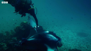Pregnancy Scans For Manta Rays | Our Changing Planet | BBC Earth