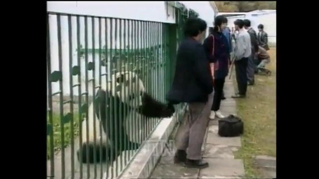 Giant Panda (High class)