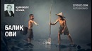 Qamchibek Kenja. Baliq ovi (audiokitob) | Қамчибек Кенжа. Балиқ ови (аудиокитоб)