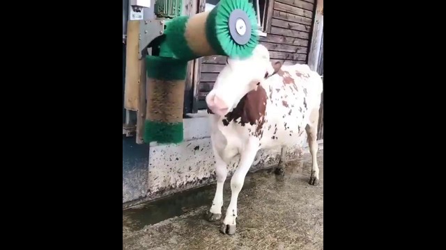 Корова в восторге от новой щетки чесалки