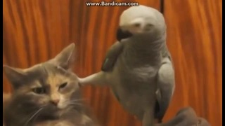 Попугай дозоляет кота