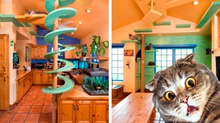 История про человека, который превратил свой дом в кошачий рай