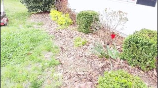 Весна в Шарлотт / Дела садовые в США