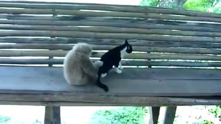 Кот против обезьяны – что это было