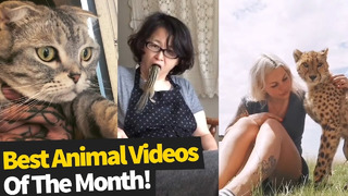 Топ 50 вирусных роликов Ютуба с животными – август 2019