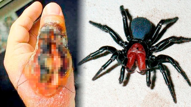 Самые опасные пауки в мире
