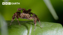 The Most Unique Creatures of our Hidden Forests | BBC Earth