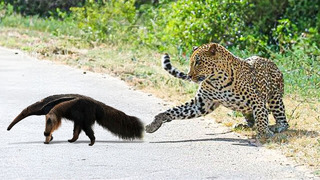 Эти Животные Связались Не с Тем Леопардом