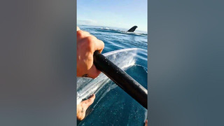 Big Fella Was Bloody Interested In My Transparent Kayak