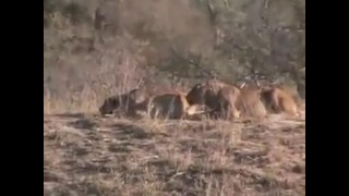Противостояния между буйволами, львами и крокодилами