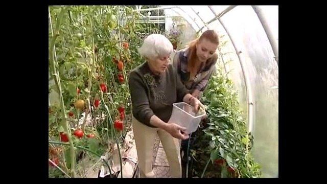 Как получить богатый урожай томатов