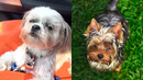 Who Wins: Shih Tzu vs Cairn Terrier