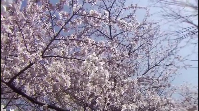Цветение сакуры – HD