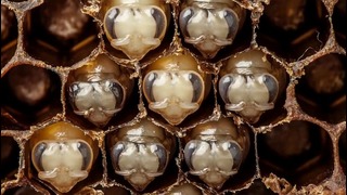 Первые Дни Жизни Пчелы В Совершенно Поразительном Видео