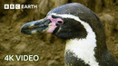 The World of Birds in Stunning 4K | 4K UHD | BBC Earth