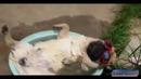 Best Fails Funny Videos 2016