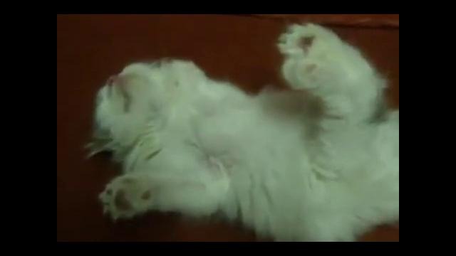 Котенок спит как убитый