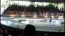 Шоу крокодилов, смертельные трюки