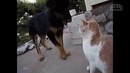 Смешные коты и кошки 2017. приколы с котами и другими животными