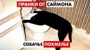 Собачье похмелье. Пранки от Саймона