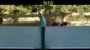 Собаки и хвосты