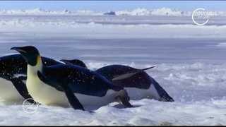 Dumaloq sayyora (Penguins Born survivors)