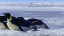 Dumaloq sayyora (Penguins Born survivors)