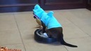 Кот на пылесосе гоняется за уткой