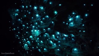 Вайтомо – пещеры светлячков в Новой Зеландии