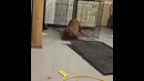 Эти супер умные животные точно не нуждаются в помощи от людей