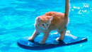 Funny cat & Смешные КОТИКИ