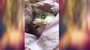 А ваш кот тоже так спит
