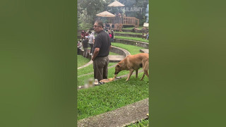 Dog Grabs Pizza While Person Watches Concert