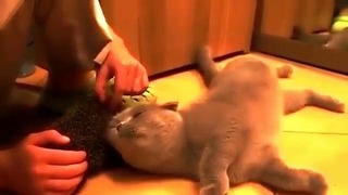 Как кот может использовать ёжика