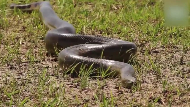 5 самых больших змей на земле. огромные змеи монстры
