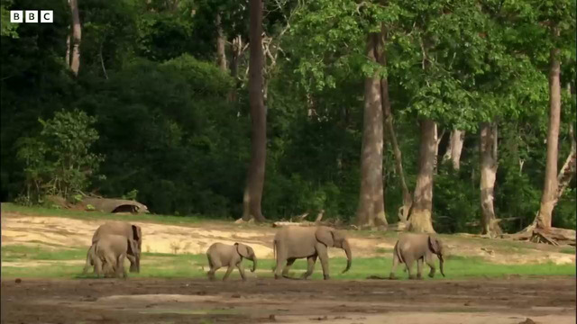Disabled Baby Elephant Survives | Natural World Forest Elephants | BBC Earth