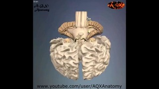 3D Анатомия человека – мозг. 3D Anatomy human – brain