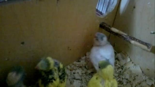 Птенчики 1-пары растут по часам 1-часть