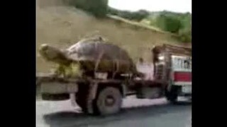 Самая большая черепаха в мире нашли в таджикистане