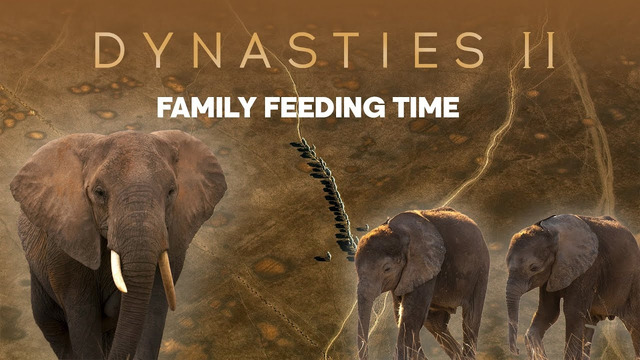 How To Raise A Baby Elephant | Dynasties II | BBC Earth