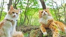 Беру котов на прогулку