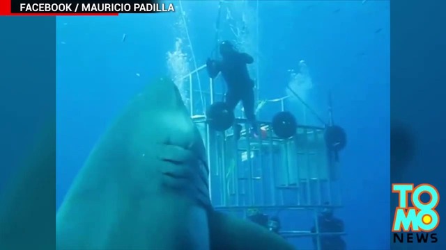 Новый мегалодон Опубликовано видео самой большой в мире акулы