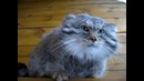 Манул рычит и шипит
