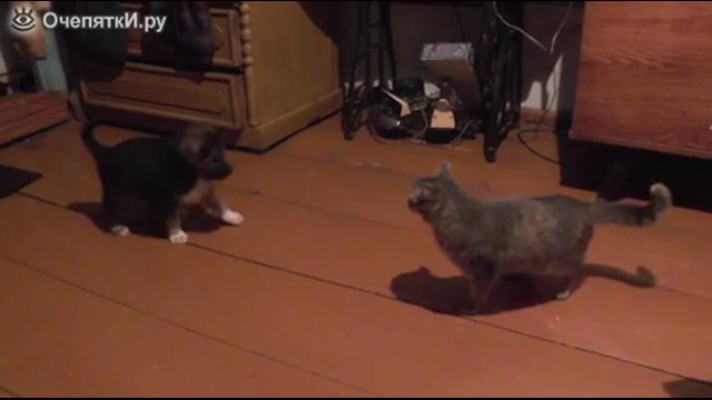 Агрессивный котяра против безобидного щенка