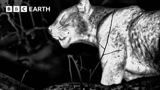 Epic Leopard Hunt in Night Vision | 4KUHD | Mammals | BBC Earth