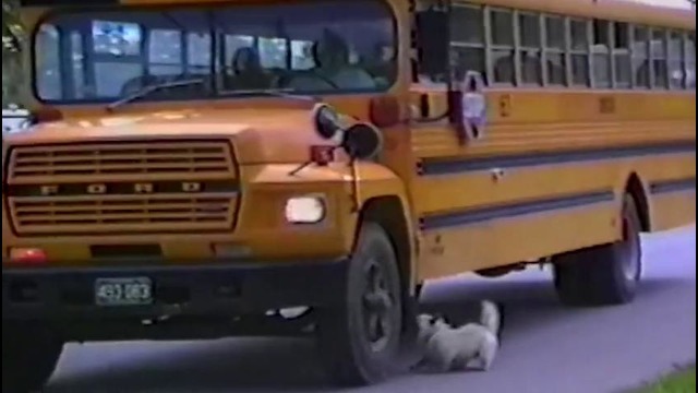 Dogs Who Don’t Want Their Kid to Go Back to School