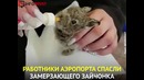 Добрая история спасения зайчонка