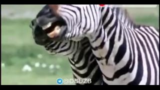В жизни зебры тоже смеются