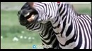 В жизни зебры тоже смеются