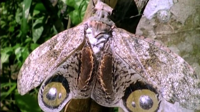 5 самых странных насекомых в мире